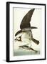 Fish Hawk, 1830-John James Audubon-Framed Giclee Print