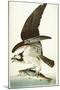 Fish Hawk, 1830-John James Audubon-Mounted Giclee Print