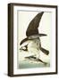 Fish Hawk, 1830-John James Audubon-Framed Giclee Print