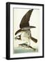 Fish Hawk, 1830-John James Audubon-Framed Giclee Print