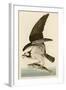 Fish Hawk or Osprey-John James Audubon-Framed Giclee Print