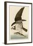 Fish Hawk or Osprey-John James Audubon-Framed Giclee Print