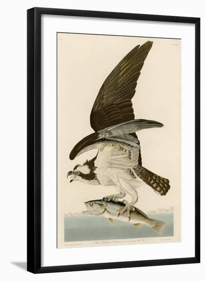 Fish Hawk or Osprey-John James Audubon-Framed Giclee Print