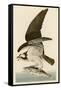 Fish Hawk or Osprey-John James Audubon-Framed Stretched Canvas