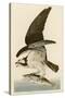 Fish Hawk or Osprey-John James Audubon-Stretched Canvas