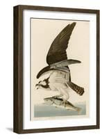 Fish Hawk or Osprey-John James Audubon-Framed Giclee Print