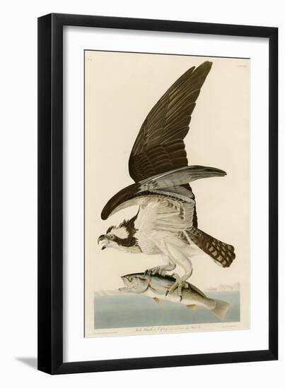 Fish Hawk or Osprey-John James Audubon-Framed Giclee Print