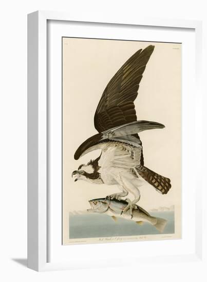 Fish Hawk or Osprey-John James Audubon-Framed Giclee Print