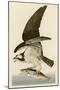 Fish Hawk or Osprey-John James Audubon-Mounted Giclee Print
