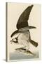 Fish Hawk or Osprey-John James Audubon-Stretched Canvas