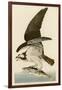 Fish Hawk or Osprey-John James Audubon-Framed Giclee Print