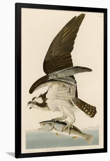 Fish Hawk or Osprey-John James Audubon-Framed Giclee Print