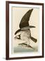 Fish Hawk or Osprey-John James Audubon-Framed Premium Giclee Print