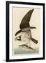 Fish Hawk or Osprey-John James Audubon-Framed Premium Giclee Print