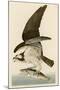 Fish Hawk or Osprey-John James Audubon-Mounted Premium Giclee Print