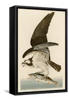 Fish Hawk or Osprey-John James Audubon-Framed Stretched Canvas