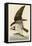 Fish Hawk or Osprey-John James Audubon-Framed Stretched Canvas