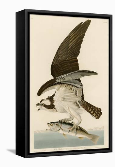 Fish Hawk or Osprey-John James Audubon-Framed Stretched Canvas