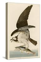 Fish Hawk or Osprey-John James Audubon-Stretched Canvas