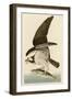 Fish Hawk or Osprey-John James Audubon-Framed Premium Giclee Print