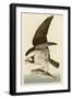Fish Hawk or Osprey-John James Audubon-Framed Premium Giclee Print