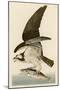 Fish Hawk or Osprey-John James Audubon-Mounted Premium Giclee Print