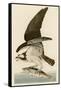 Fish Hawk or Osprey-John James Audubon-Framed Stretched Canvas