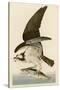 Fish Hawk or Osprey-John James Audubon-Stretched Canvas