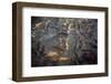 Fish in a Pond-mikeledray-Framed Photographic Print