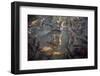 Fish in a Pond-mikeledray-Framed Photographic Print