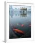 Fish in Lake Against Golden Temple in Amritsar, Punjab, India-David H. Wells-Framed Photographic Print