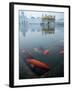 Fish in Lake Against Golden Temple in Amritsar, Punjab, India-David H. Wells-Framed Photographic Print