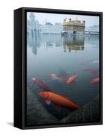 Fish in Lake Against Golden Temple in Amritsar, Punjab, India-David H. Wells-Framed Stretched Canvas