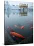 Fish in Lake Against Golden Temple in Amritsar, Punjab, India-David H. Wells-Stretched Canvas