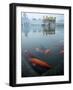 Fish in Lake Against Golden Temple in Amritsar, Punjab, India-David H. Wells-Framed Photographic Print