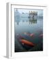 Fish in Lake Against Golden Temple in Amritsar, Punjab, India-David H. Wells-Framed Photographic Print