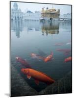 Fish in Lake Against Golden Temple in Amritsar, Punjab, India-David H. Wells-Mounted Photographic Print
