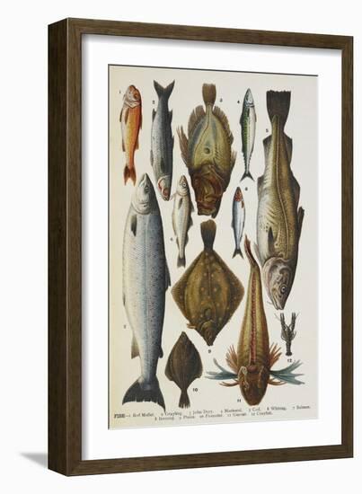 Fish. Including Red Mullet, John Dory, Mackerel, Cod, Salmon, Plaice and Crayfish-Isabella Beeton-Framed Giclee Print