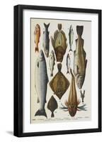 Fish. Including Red Mullet, John Dory, Mackerel, Cod, Salmon, Plaice and Crayfish-Isabella Beeton-Framed Giclee Print