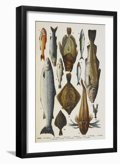 Fish. Including Red Mullet, John Dory, Mackerel, Cod, Salmon, Plaice and Crayfish-Isabella Beeton-Framed Giclee Print