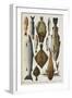 Fish. Including Red Mullet, John Dory, Mackerel, Cod, Salmon, Plaice and Crayfish-Isabella Beeton-Framed Giclee Print