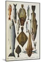 Fish. Including Red Mullet, John Dory, Mackerel, Cod, Salmon, Plaice and Crayfish-Isabella Beeton-Mounted Giclee Print
