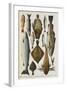 Fish. Including Red Mullet, John Dory, Mackerel, Cod, Salmon, Plaice and Crayfish-Isabella Beeton-Framed Giclee Print