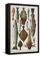 Fish. Including Red Mullet, John Dory, Mackerel, Cod, Salmon, Plaice and Crayfish-Isabella Beeton-Framed Stretched Canvas