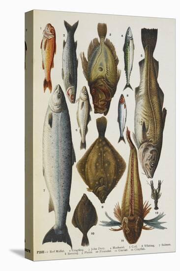 Fish. Including Red Mullet, John Dory, Mackerel, Cod, Salmon, Plaice and Crayfish-Isabella Beeton-Stretched Canvas