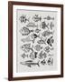 Fish Inklings in Black Ink-Cat Coquillette-Framed Art Print