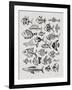 Fish Inklings in Black Ink-Cat Coquillette-Framed Art Print