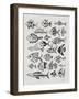 Fish Inklings in Black Ink-Cat Coquillette-Framed Art Print