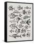 Fish Inklings in Black Ink-Cat Coquillette-Framed Stretched Canvas