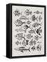 Fish Inklings in Black Ink-Cat Coquillette-Framed Stretched Canvas